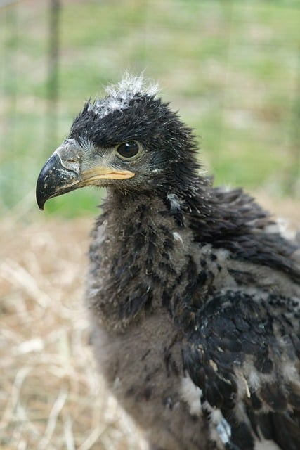 Free download raptor young nature wildlife chick free picture to be edited with GIMP free online image editor