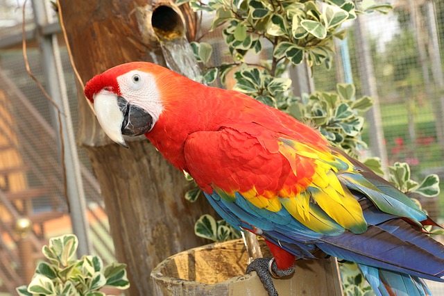 Free download rare macaws parakeet cute free picture to be edited with GIMP free online image editor