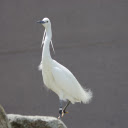 Rare stork  screen for extension Chrome web store in OffiDocs Chromium