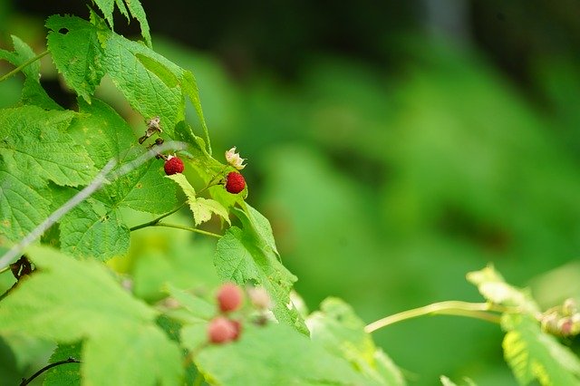 Free download Raspberries Berries -  free photo or picture to be edited with GIMP online image editor