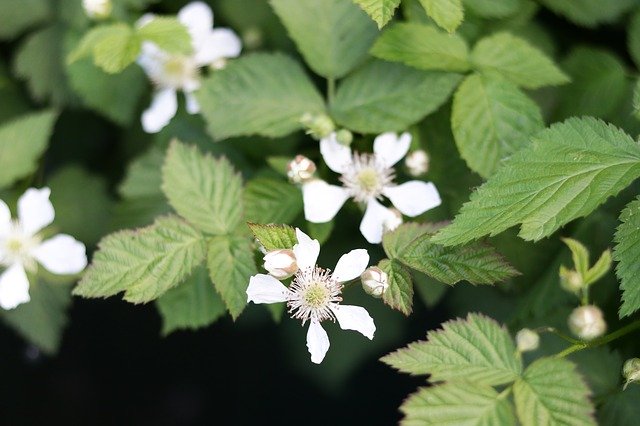 Безкоштовно завантажте Raspberries Flower Green - безкоштовне фото або зображення для редагування в онлайн-редакторі зображень GIMP