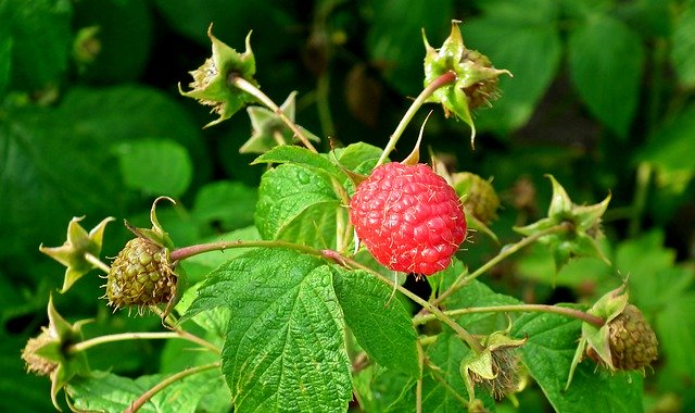 Free picture Raspberries Fruit Vitamins -  to be edited by GIMP free image editor by OffiDocs