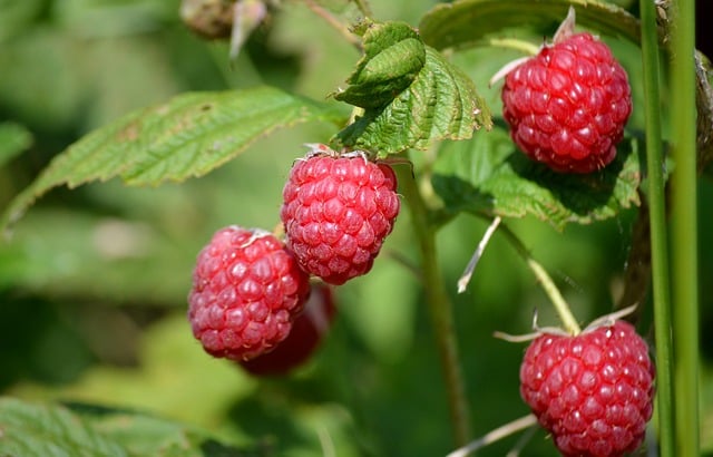 Free download raspberries garden plant nature red free picture to be edited with GIMP free online image editor