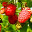 Raspberries in the sun  screen for extension Chrome web store in OffiDocs Chromium