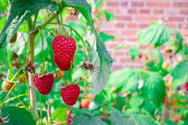 Descărcare gratuită Raspberries Raspberry Fruit - fotografie sau imagine gratuită pentru a fi editată cu editorul de imagini online GIMP