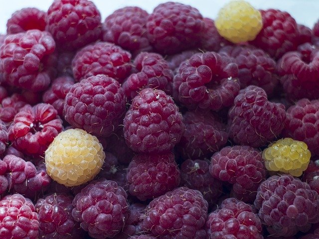 Kostenloser Download Raspberry Berry Dessert - kostenloses Foto oder Bild zur Bearbeitung mit GIMP Online-Bildbearbeitung