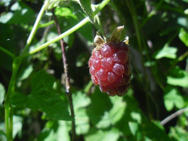 Descărcare gratuită Raspberry Fruit Fruits - fotografie sau imagini gratuite pentru a fi editate cu editorul de imagini online GIMP