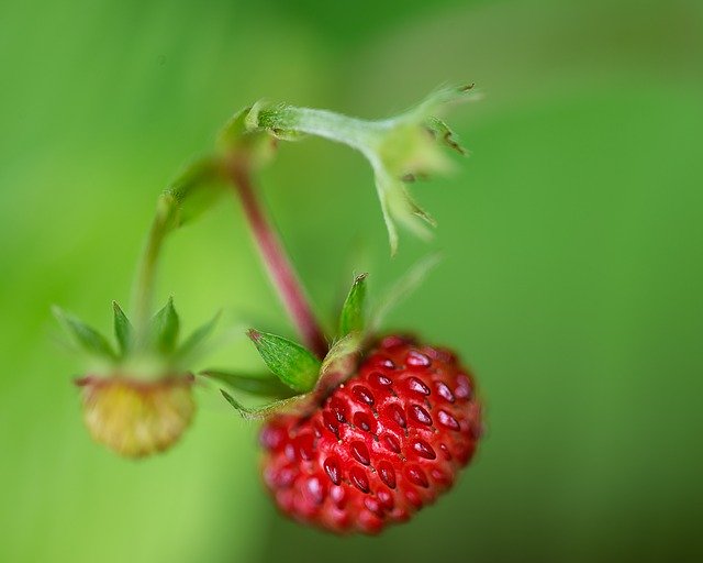 Free download Raspberry Nature Fruit free photo template to be edited with GIMP online image editor