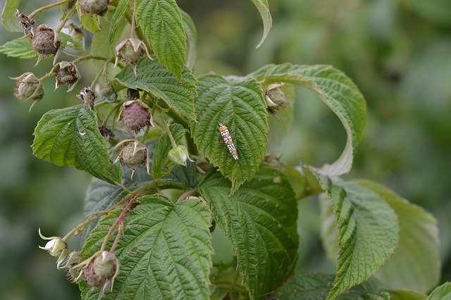 Free picture Raspberry Plant -  to be edited by GIMP free image editor by OffiDocs
