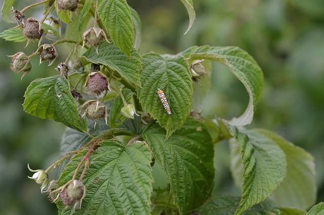 Gratis download Raspberry Plant - gratis foto of afbeelding om te bewerken met GIMP online afbeeldingseditor