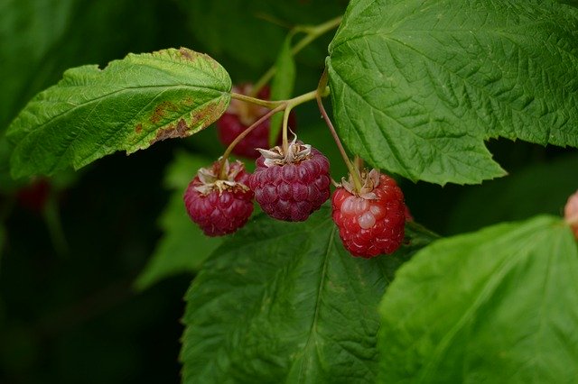 Gratis download Raspberry Summer Fruit - gratis foto of afbeelding om te bewerken met GIMP online afbeeldingseditor