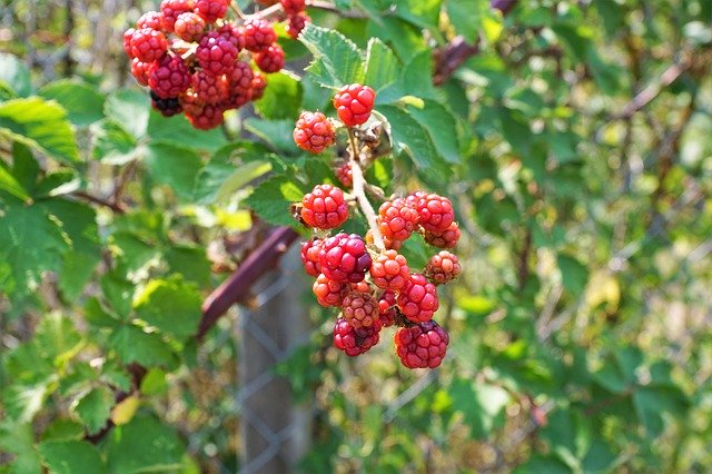 Descărcare gratuită Raspberry Tree Nature - fotografie sau imagini gratuite pentru a fi editate cu editorul de imagini online GIMP