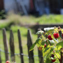 Raspberry tree next to the fence  screen for extension Chrome web store in OffiDocs Chromium