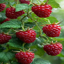 Raspberry tree wallpaper  screen for extension Chrome web store in OffiDocs Chromium