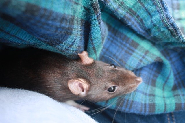 Free download Rat Flannel -  free photo or picture to be edited with GIMP online image editor