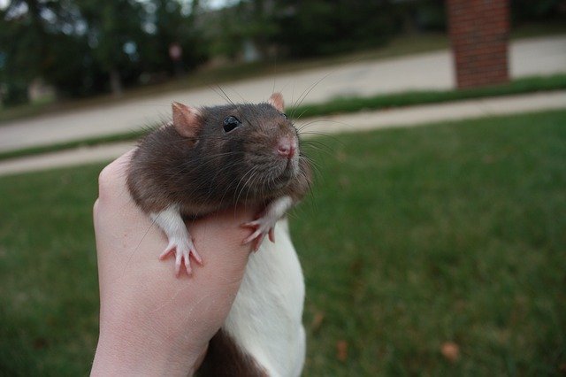 ດາວໂຫລດຟຣີ Rat Grass - ຮູບພາບຫຼືຮູບພາບທີ່ບໍ່ເສຍຄ່າເພື່ອແກ້ໄຂດ້ວຍບັນນາທິການຮູບພາບອອນໄລນ໌ GIMP