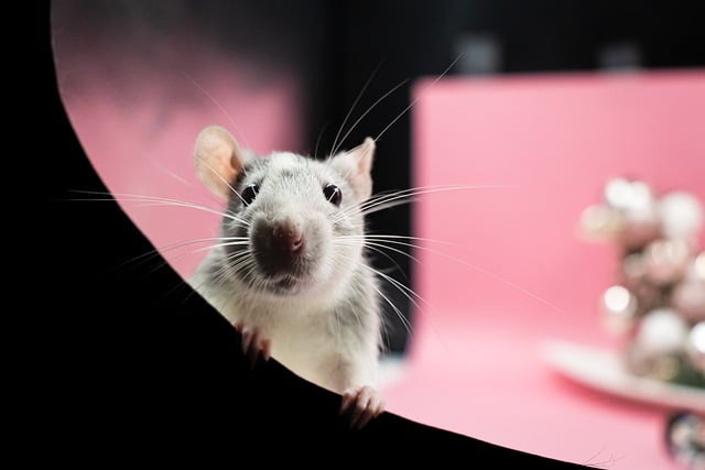 Free download rat pet animal adorable box color free picture to be edited with GIMP free online image editor