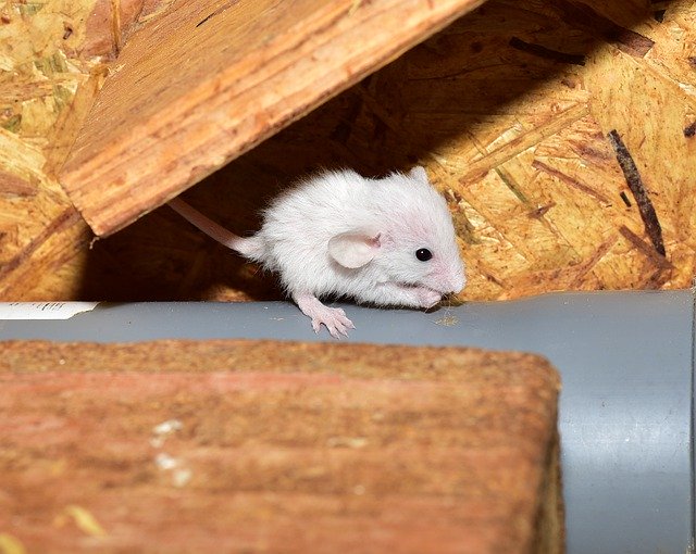 Template Foto Tikus Tikus Berbulu - untuk OffiDocs