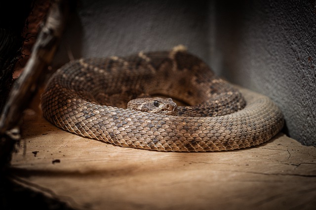 Free download rattlesnake reptile snake poisonous free picture to be edited with GIMP free online image editor
