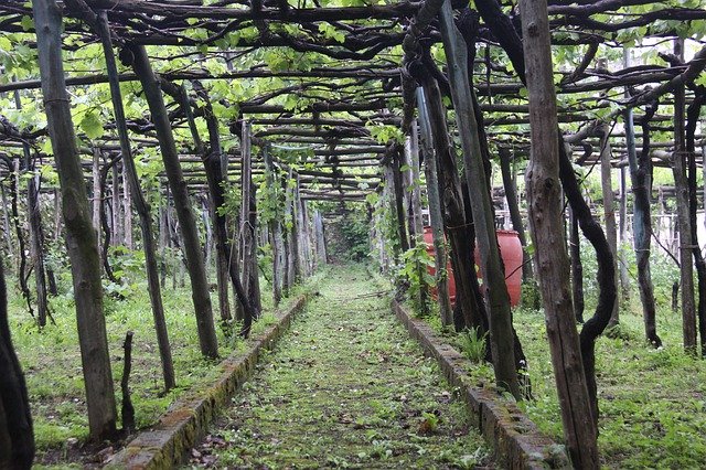 Descarga gratuita Ravello Italy Vines The Amalfi - foto o imagen gratuita para editar con el editor de imágenes en línea GIMP