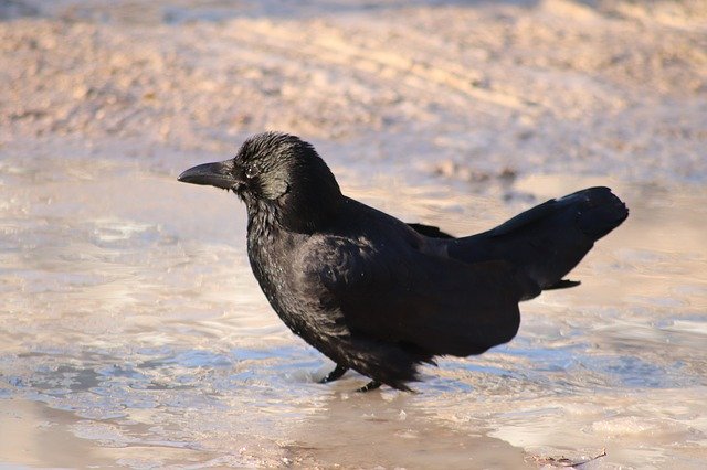 تحميل مجاني Raven Bath Puddle - صورة مجانية أو صورة ليتم تحريرها باستخدام محرر الصور عبر الإنترنت GIMP