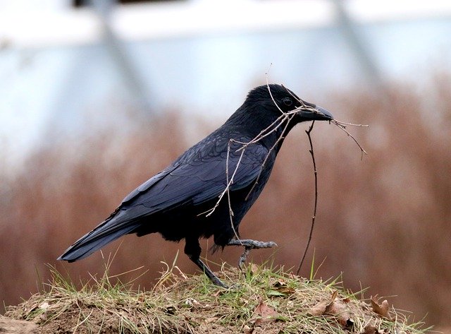 Free download Raven Bird Black -  free photo or picture to be edited with GIMP online image editor