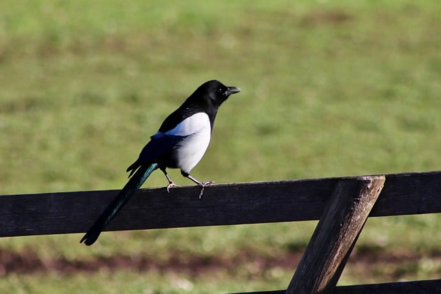 Free download raven bird magpie pica pica free picture to be edited with GIMP free online image editor
