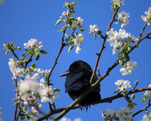 Téléchargement gratuit de Raven Bird Tree - photo ou image gratuite à éditer avec l'éditeur d'images en ligne GIMP