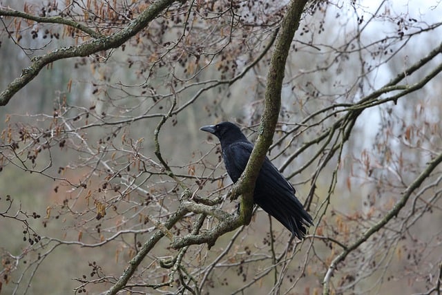 Free download raven crow bird nature animal free picture to be edited with GIMP free online image editor