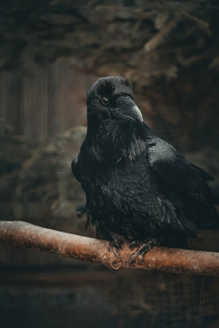 Free download raven feathers perched hunter old free picture to be edited with GIMP free online image editor
