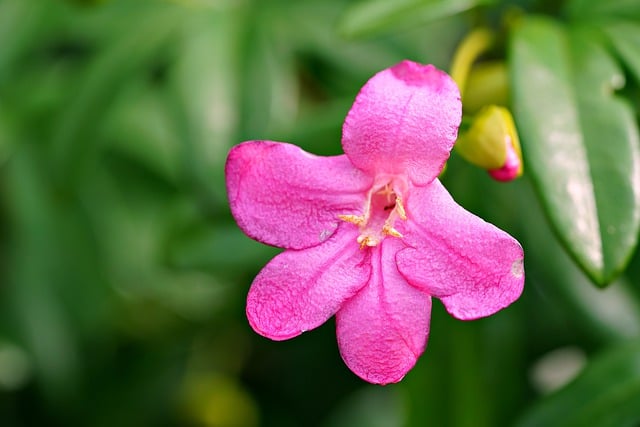 Free download ravenia flower pink flower garden free picture to be edited with GIMP free online image editor