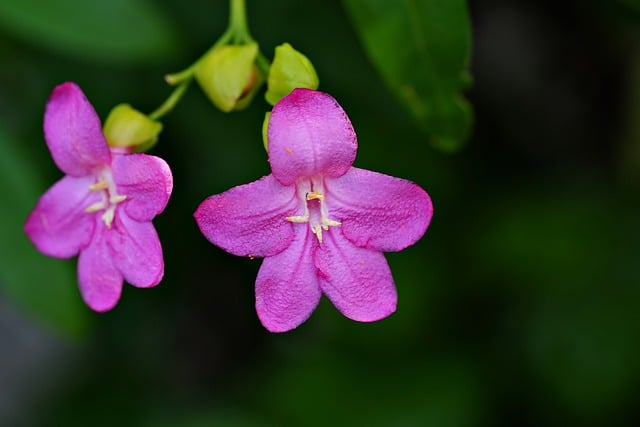 Free download ravenia flower plant pink flower free picture to be edited with GIMP free online image editor