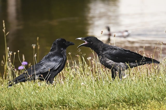 Free download ravens crow cub young bird nature free picture to be edited with GIMP free online image editor