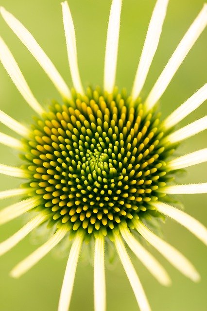 Bezpłatne pobieranie Rays Flower Plant - darmowe zdjęcie lub obraz do edycji za pomocą internetowego edytora obrazów GIMP