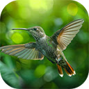Realistic view of beautiful hummingbirds in their natural habitat  screen for extension Chrome web store in OffiDocs Chromium
