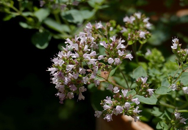 Descărcare gratuită Real Oregano Garden Herbs - fotografie sau imagini gratuite pentru a fi editate cu editorul de imagini online GIMP