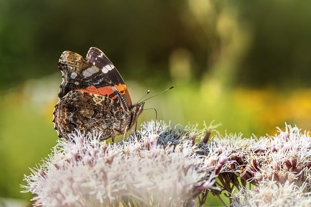 Завантажте безкоштовно червоний адмірал метелик листя комах безкоштовне зображення для редагування за допомогою безкоштовного онлайн-редактора зображень GIMP