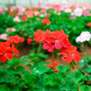 Red and white flower garden  screen for extension Chrome web store in OffiDocs Chromium