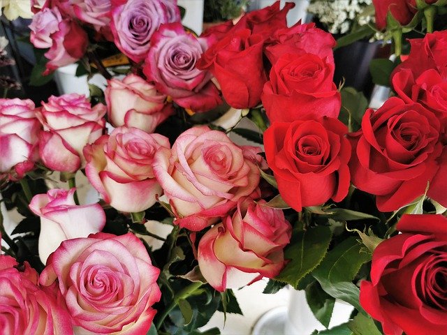 Free picture Red And White Pink Roses Blooming -  to be edited by GIMP free image editor by OffiDocs