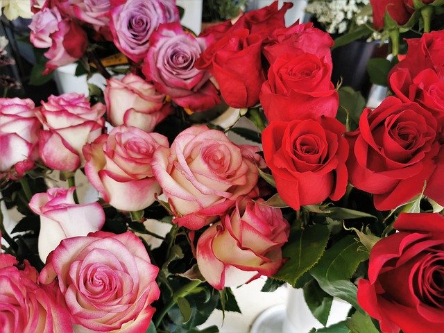 Unduh gratis Red And White Pink Roses Blooming - foto atau gambar gratis untuk diedit dengan editor gambar online GIMP