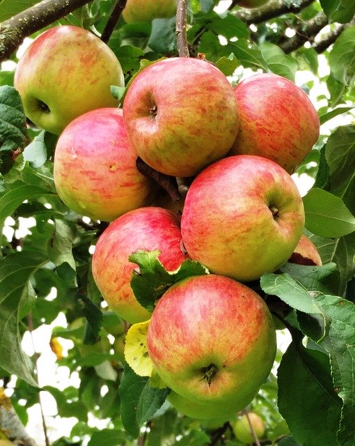 Muat turun percuma templat foto percuma Red Apple Tree untuk diedit dengan editor imej dalam talian GIMP