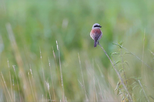 Free download red backed shrike bird perched free picture to be edited with GIMP free online image editor