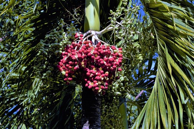 Gratis download Red Balls Palm Tree Seeds - gratis gratis foto of afbeelding om te bewerken met GIMP online afbeeldingseditor
