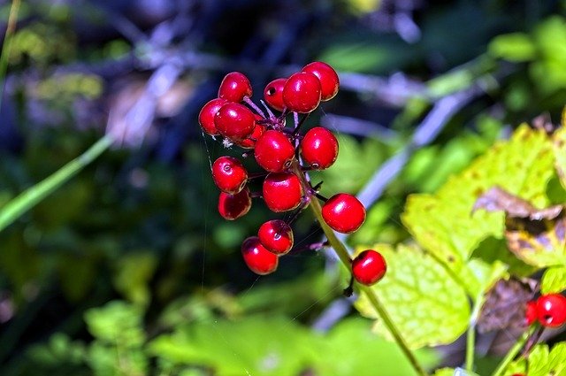 Muat turun percuma templat foto percuma Red Baneberries Bane Berries untuk diedit dengan editor imej dalam talian GIMP