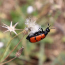 Red Beetle  screen for extension Chrome web store in OffiDocs Chromium