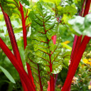 Red beetroot  screen for extension Chrome web store in OffiDocs Chromium