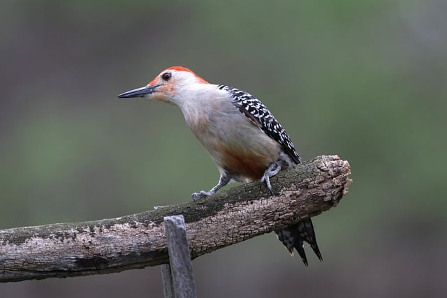 Free download red bellied woodpecker woodpecker free picture to be edited with GIMP free online image editor