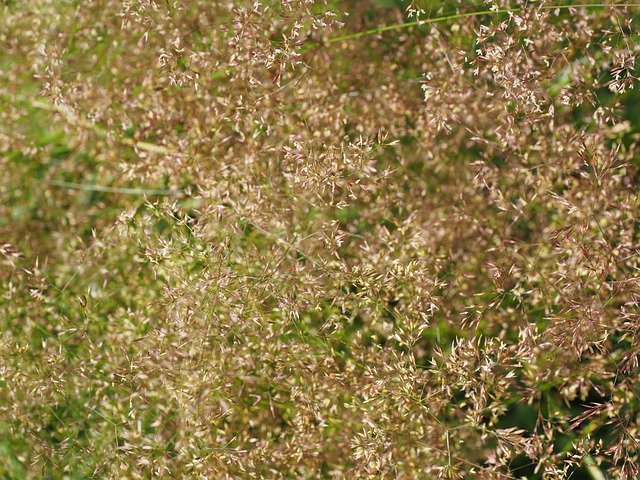 Free download Red Bent Grass Inflorescences -  free photo or picture to be edited with GIMP online image editor