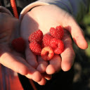 Red Berries  screen for extension Chrome web store in OffiDocs Chromium