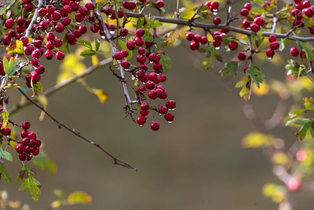Free download red berries berries fruits tree free picture to be edited with GIMP free online image editor